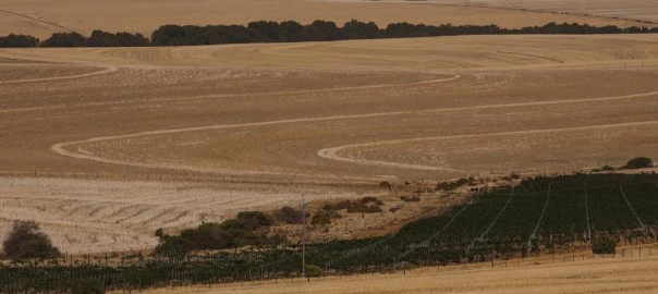 Fields-of-harvested-wheat-are-seen-near-Cape-Town